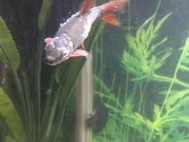 New 75 Gallon! Need Some Ideas