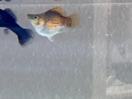 Is my Balloon Molly pregnant?