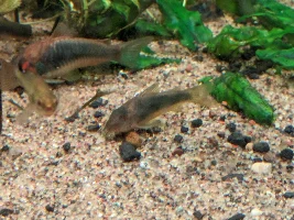 Slimmed Down Fish Room Journal