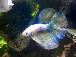 Has my betta been stained by IAL?