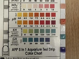 Neon Tetra died!