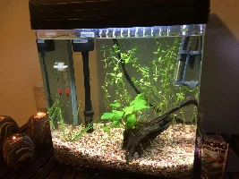 Fighter with other fish??