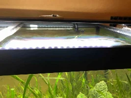 Algea and oil slick?