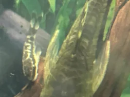 Full of eggs, or just fat???