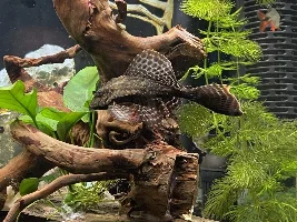 Pleco Appreciation Thread