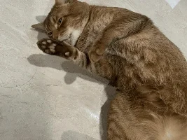 Show us your cat/s!