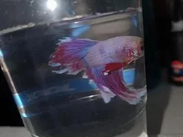 New betta, possible fin rot?