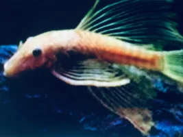 Cross black marble ancistrus ♂ x albino longfin ancistrus ♀
