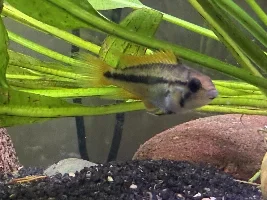 Male or Female Help