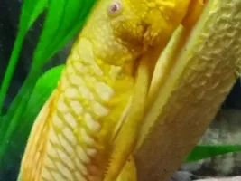 Slimmed Down Fish Room Journal