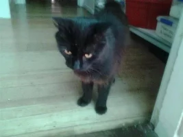 Cats
