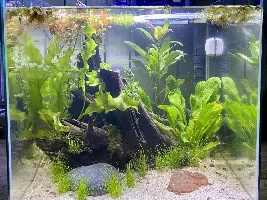 Planted tank