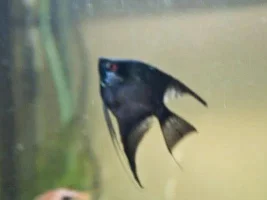 Rio 300 Angel Tank