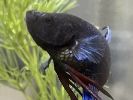 Bettas fish health