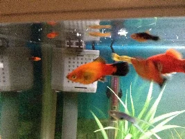 Steady deaths.... Require advice pls
