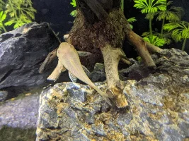A place 4 my questions & ponderings as I build a 34 Gallons (127L) tank