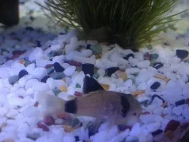 Hi Im New To This Forum !  :)
