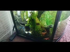 Question bout planted tanks
