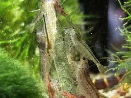 My 60L Cube