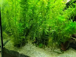 My Elodea Densa