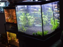 First Timer Planted Journey.