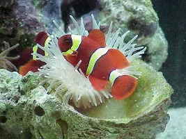 Maroon Clown Fish