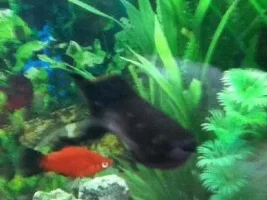 Help! White Spot