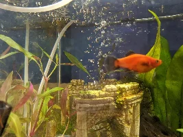 Does my Molly look pregnant?