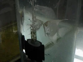 Some Of My Breeding Pairs Of Angels