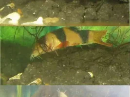 I'm really worried .. please help