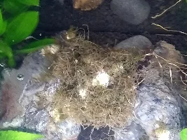Help me the Java Moss Turning brown