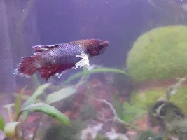 Betta with stringy things hanging off of it after tank remodel and damaged fin