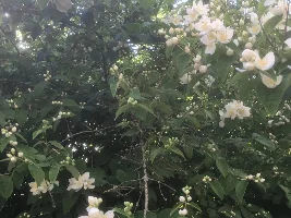 Blooming plants