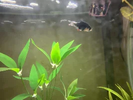 Possible infection in green tiger barb