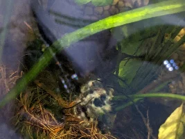 Bugs and white stuff on fish