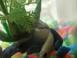 PLEASE help!! My tank is at 8.0 ppm...