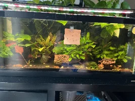 VOTE NOW: July 2026 Tank of the Month Contest (17-30 US gallons)