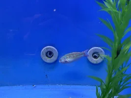 Some neat fish at my LFS