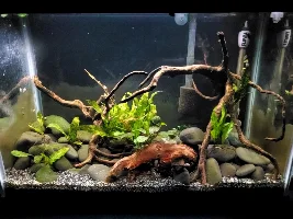 My planted freshwater journal/update thread