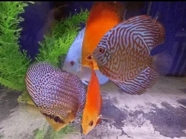 A place 4 my questions & ponderings as I build a 34 Gallons (127L) tank