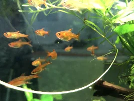 Ember tetra too fat - exploded?