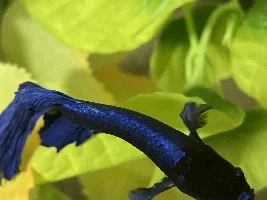 Pineconing or are all fish scales like this?