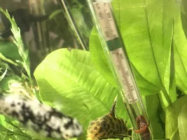 New member! Needing help with a Catfish