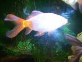 Goldfish Has Lost Its Colour....