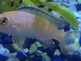 African cichlid question