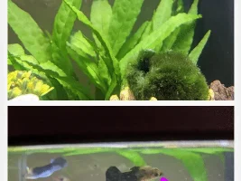 Is this guppy male or female?