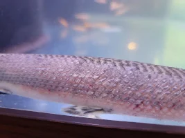 Spotted Gar fungal infection