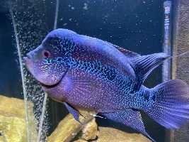 Flowerhorn excreting weird white balls!!!!!