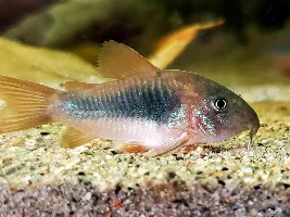 Cories, lots of cories.