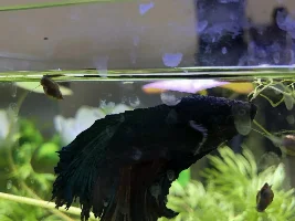 Help with friend’s betta